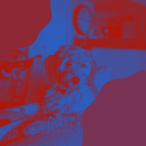 Music for Dog Walking (Acoustic Guitar)