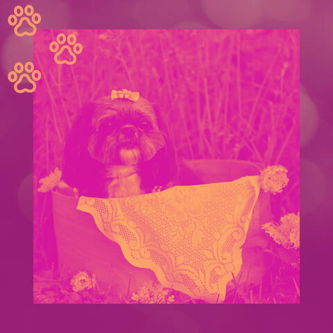 Acoustic Guitar Solo (Music for Calming Your Dog)