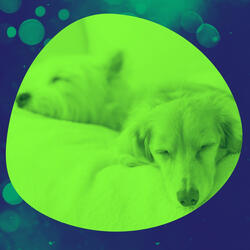 Swanky Moods for Calming Puppies