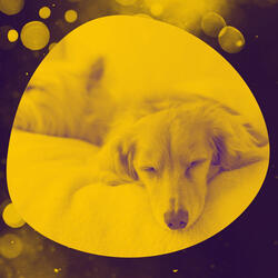 Serene Ambiance for Calming Puppies