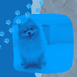 Sunny Ambience for Calming Dogs