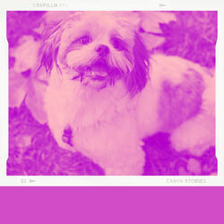 Spirited Calming Dogs