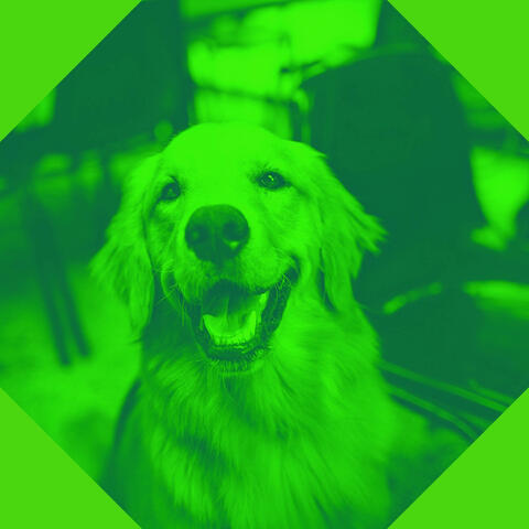 Music for Sleeping Dogs (Bossanova)