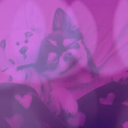 Relaxing Jazz Trio - Vibe for Doggies