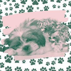 Wonderful Music for Separation Anxiety