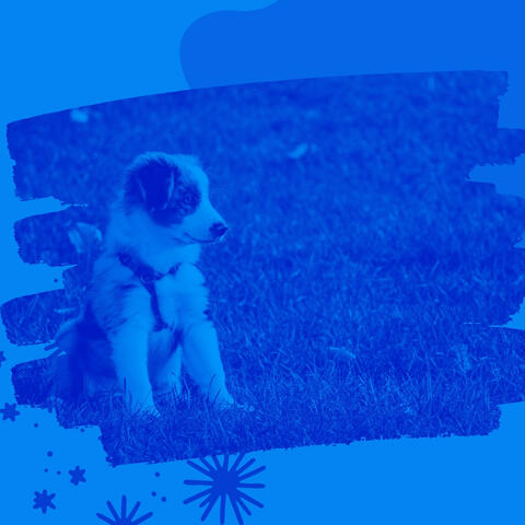 Deluxe Ambiance for Well Behaved Dogs
