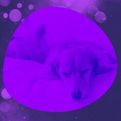 Bright Well Behaved Dogs