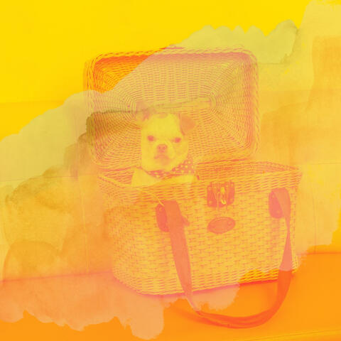 Music for Doggy Mental Health