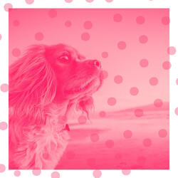 Inspiring Moods for Serene Puppies