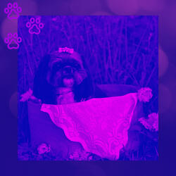 Background for Resting Dogs