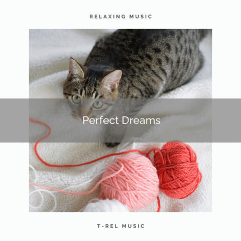 4 Cats: Perfect Dreams