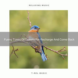 Organic Sounds Of Birds For Recharge And Makeover