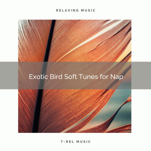 2021 New: Exotic Bird Soft Tunes for Nap