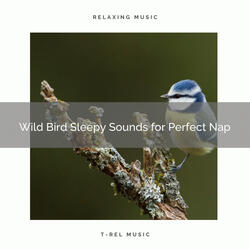 Wild Bird Soothing Songs for Perfect Falling Asleep