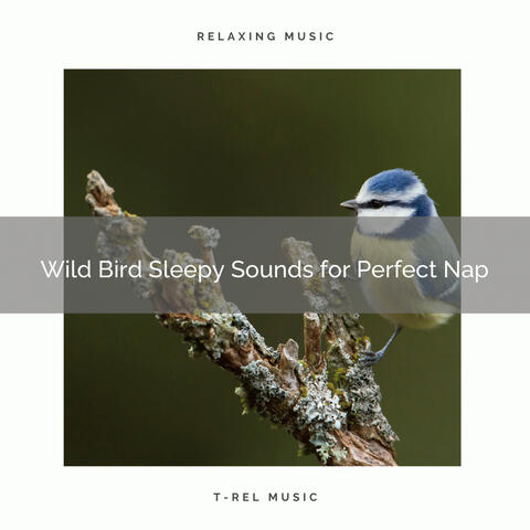2021 New: Wild Bird Sleepy Sounds for Perfect Nap