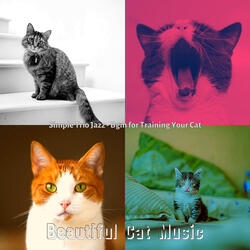 Brilliant Ambiance for Cats