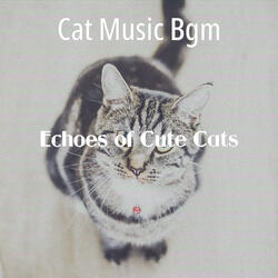 Elegant Backdrops for Kittens