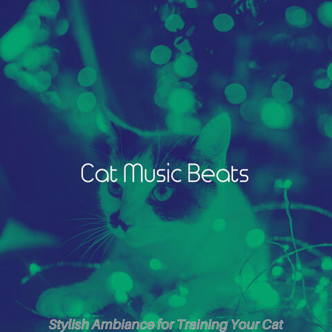 Stylish Ambiance for Training Your Cat