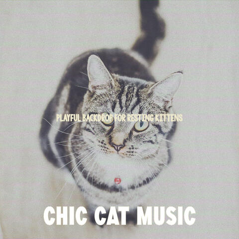 Playful Backdrop for Resting Kittens