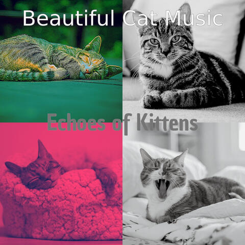 Echoes of Kittens