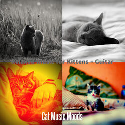 Calm Ambiance for Cute Cats