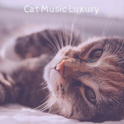 Extraordinary Ambience for Training Your Cat