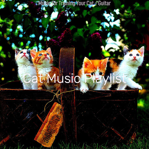 Music for Training Your Cat - Guitar