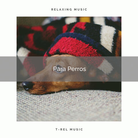 01 Para Perros