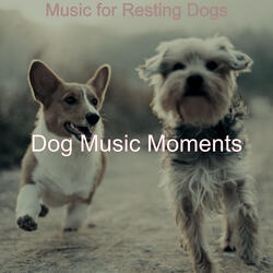 Thrilling Solo Piano Jazz - Vibe for Cute Dogs