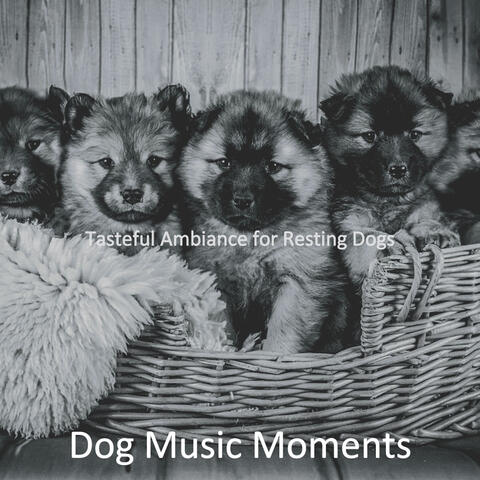 Tasteful Ambiance for Resting Dogs