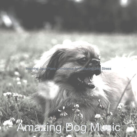 Inspiring Jazz Piano - Ambiance for Reducing Dog Stress