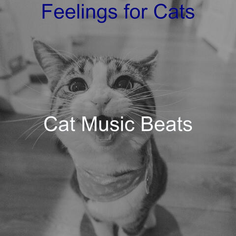 Feelings for Cats