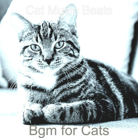 Bgm for Cats