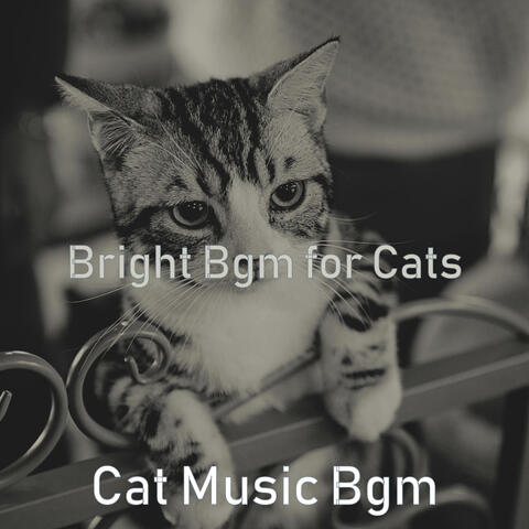 Bright Bgm for Cats