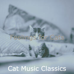 Tremendous Ambiance for Relaxing Your Cat