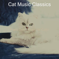 Alluring Moods for Relaxing Your Cat
