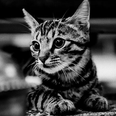 Piano Solo - Music for Relaxing Your Cat