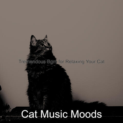 Tremendous Bgm for Relaxing Your Cat