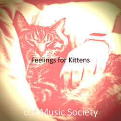 Modish Ambience for Cats