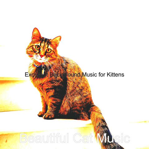Excellent Background Music for Kittens