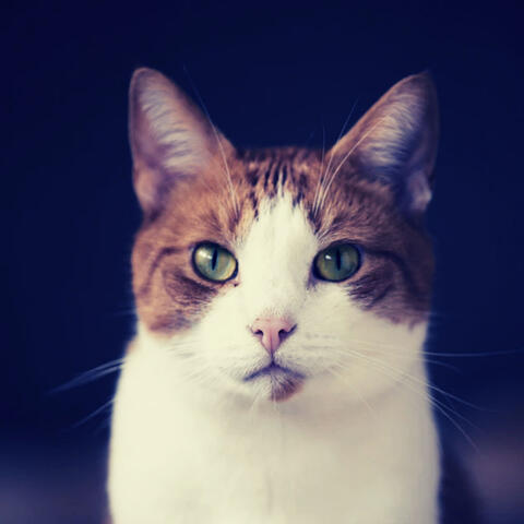 Refined Background for Resting Cats