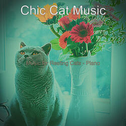 Dashing Ambience for Cute Cats