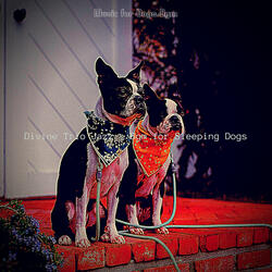 Contemporary Backdrops for Training Dogs