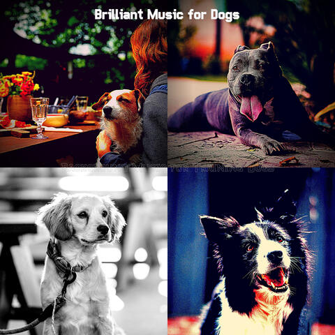 Background Music for Training Dogs