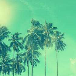 Soulful Bossa Nova - Vibe for Snowbirds