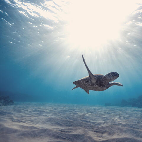 Simple Bossa Saxophone - Background for Recharging