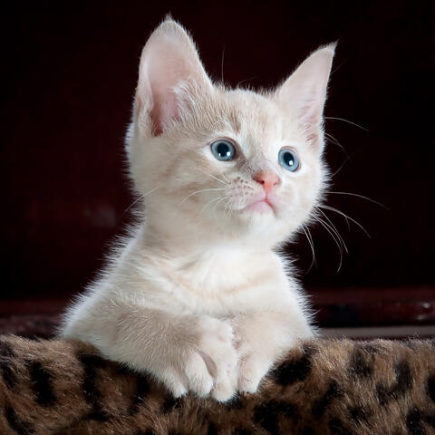 Мяуканье котят kittens meowing