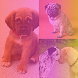 Uplifting Playful Dogs