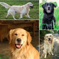 Background for Dog Calming