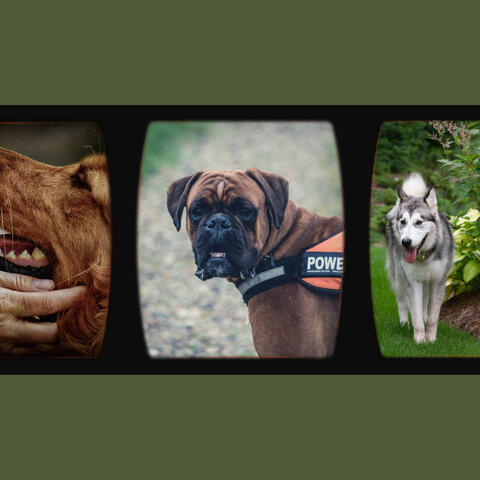 (Soprano Sax Solo) Music for Dogs n Babies